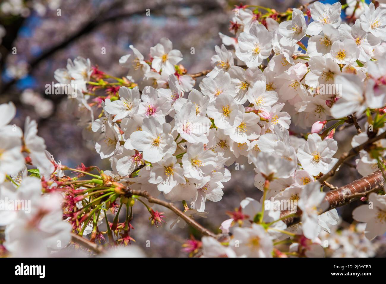 Spring in Japan. The famous cherry tree white blossom as background Stock Photo