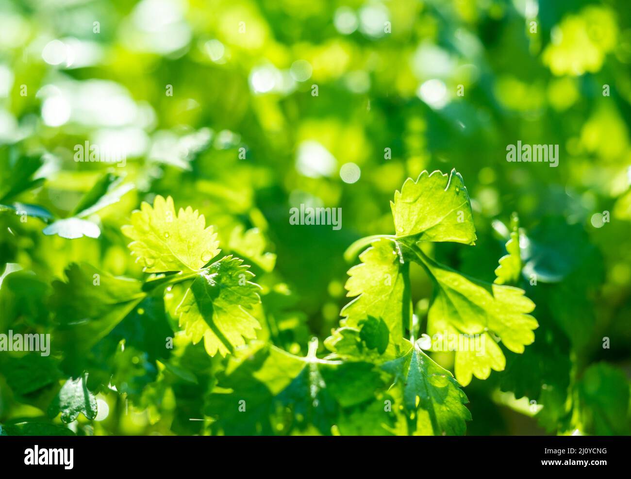 Bright green background of fresh parsley leaves in sunlight, spring and summer concept Stock Photo