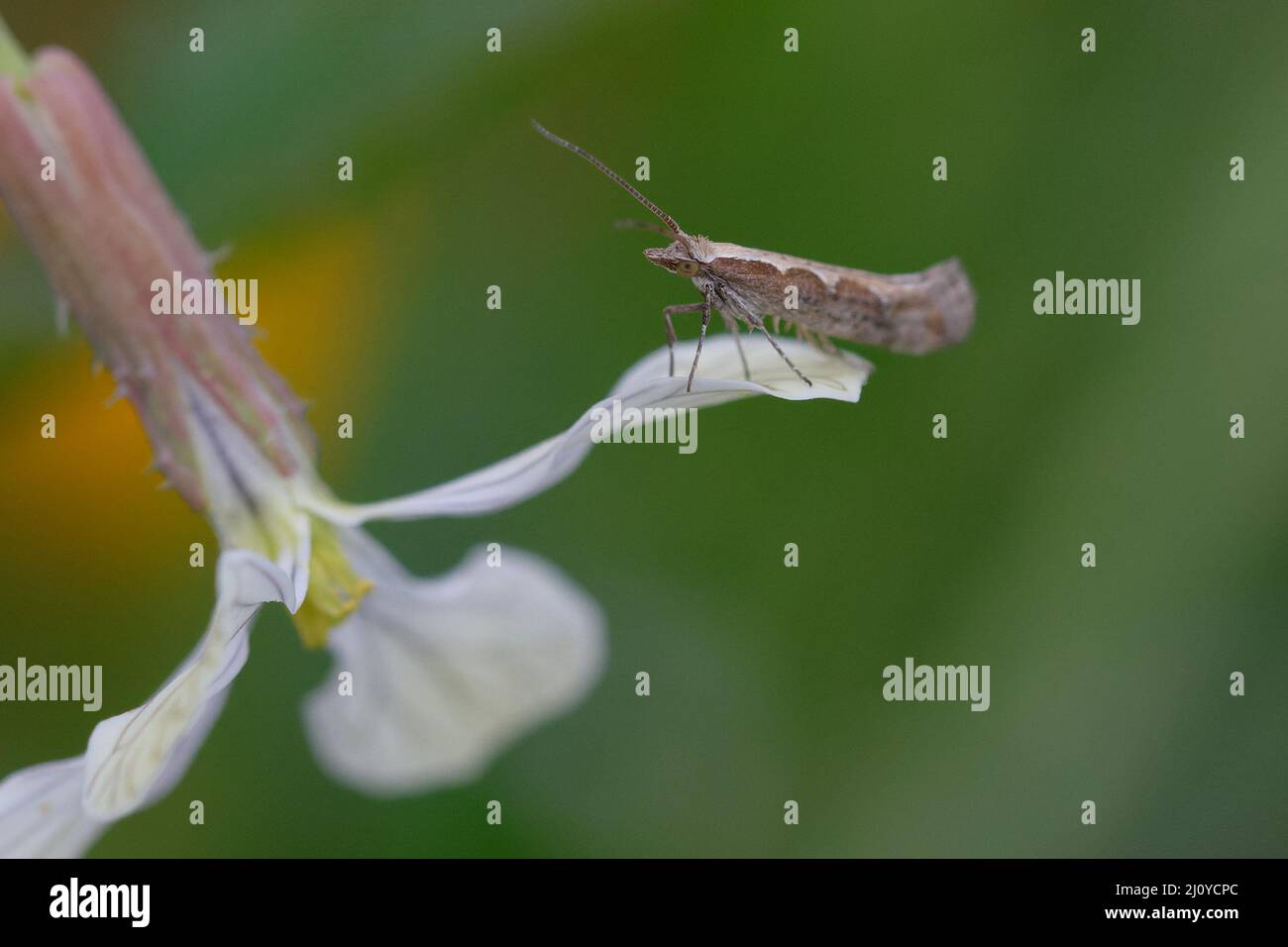 Diamondback moth or Cabbage moth (Plutella xylostella) Stock Photo