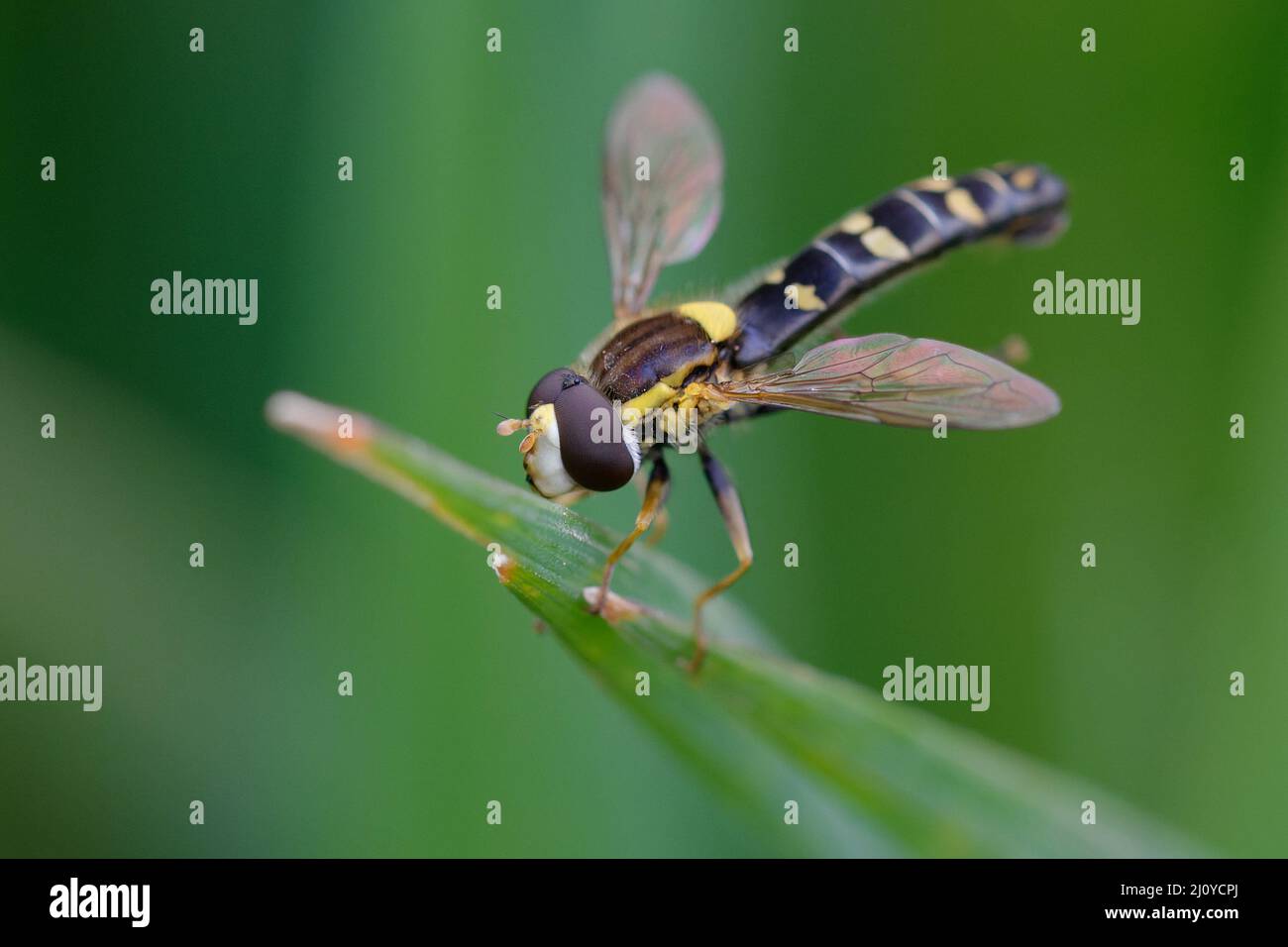 Male Long hoverfly (Sphaerophoria scripta) on a leaf Stock Photo