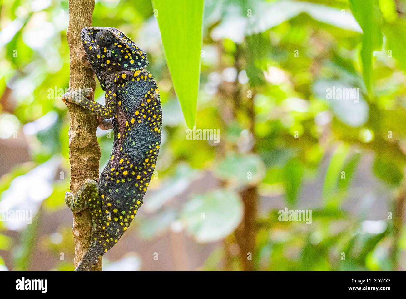 Chameleon climb on the tree. Chameleo on Zanzibar Stock Photo