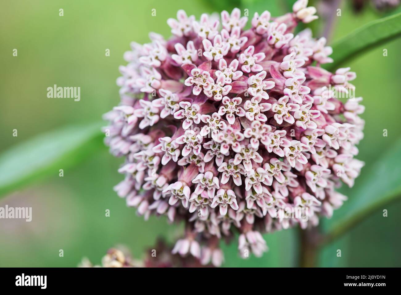 Abstract of the native plant Common milkweed, also known as Silky Swallow Wort, Butterfly Flower or Virginia Silkweed. A flower critical to the surviv Stock Photo