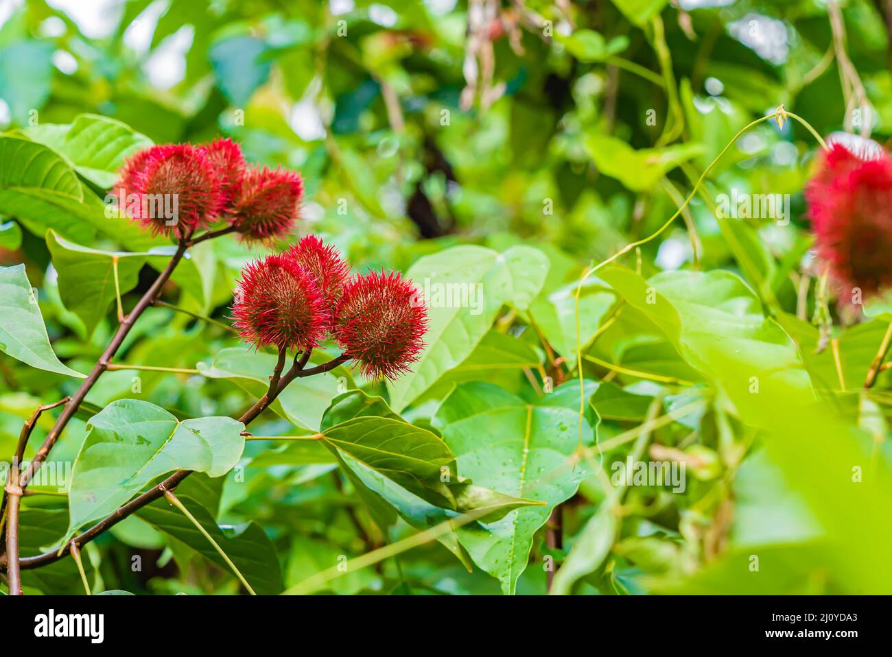 Close up of Bixa orellana or Anatto fruit tree in the forest Zanzibar, Tanzania Stock Photo