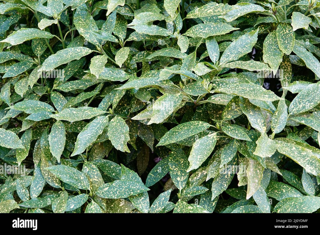 Green spotted leaves of Gold Dust Aucuba Plant, Aucuba japonica Variegata Stock Photo