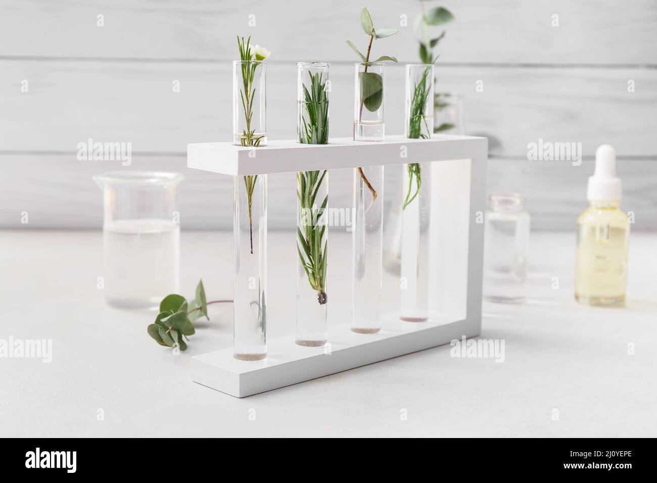 Test tubes with natural essential oils in laboratory Stock Photo Alamy