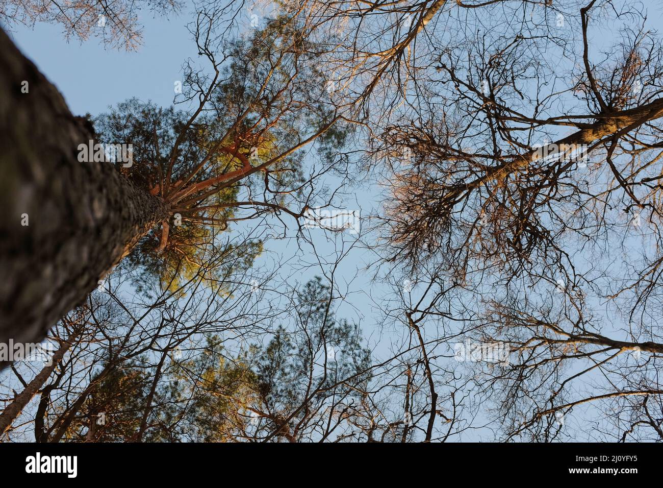 Very tall pine trees in winter. Nature background. Low angle view Stock Photo
