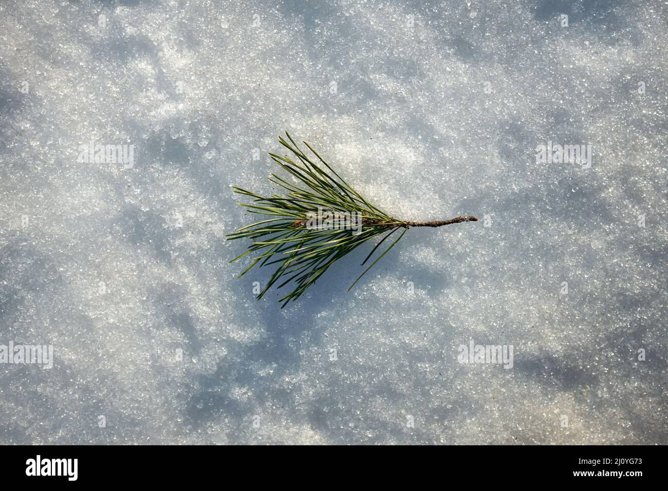 Pine branch lies on sparkling snow. Winter landscape, macro Stock Photo