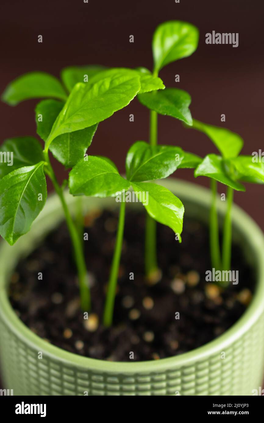 Lemon seedling hi-res stock photography and images - Alamy