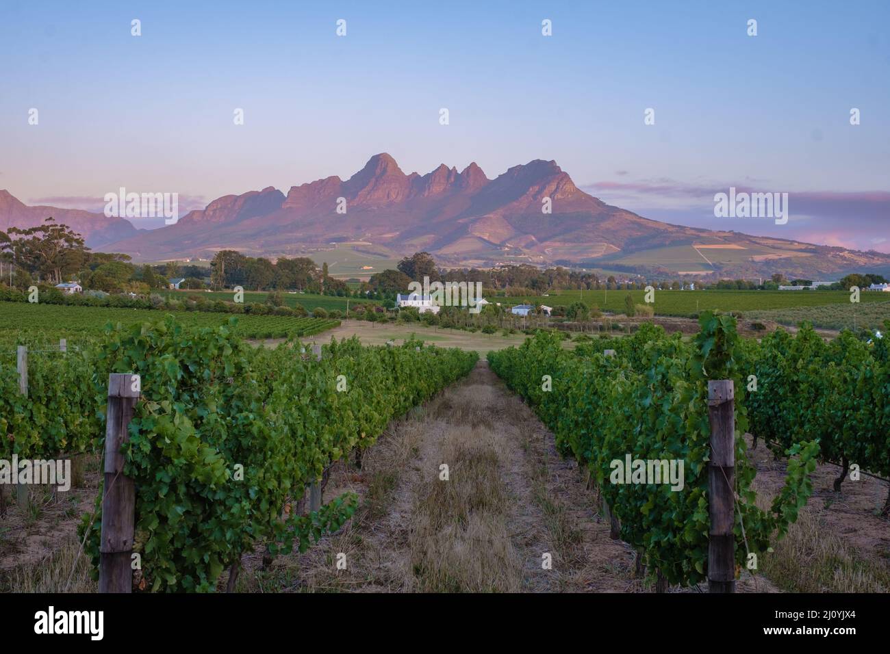 Vineyard landscape at sunset with mountains in Stellenbosch, near Cape Town, South Africa Stock Photo