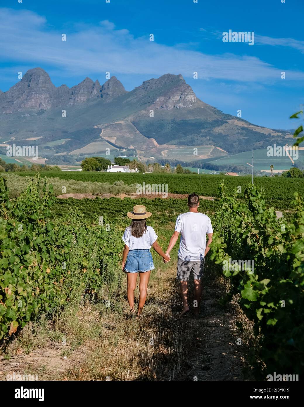 Vineyard landscape at sunset with mountains in Stellenbosch, near Cape Town, South Africa Stock Photo