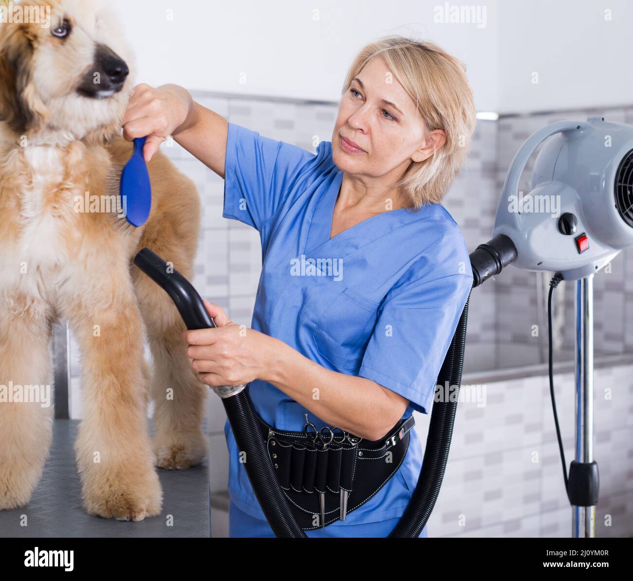 hairdresser professional dries hair by fen dog fur Afghan hound dog in hairdresser for animal Stock Photo
