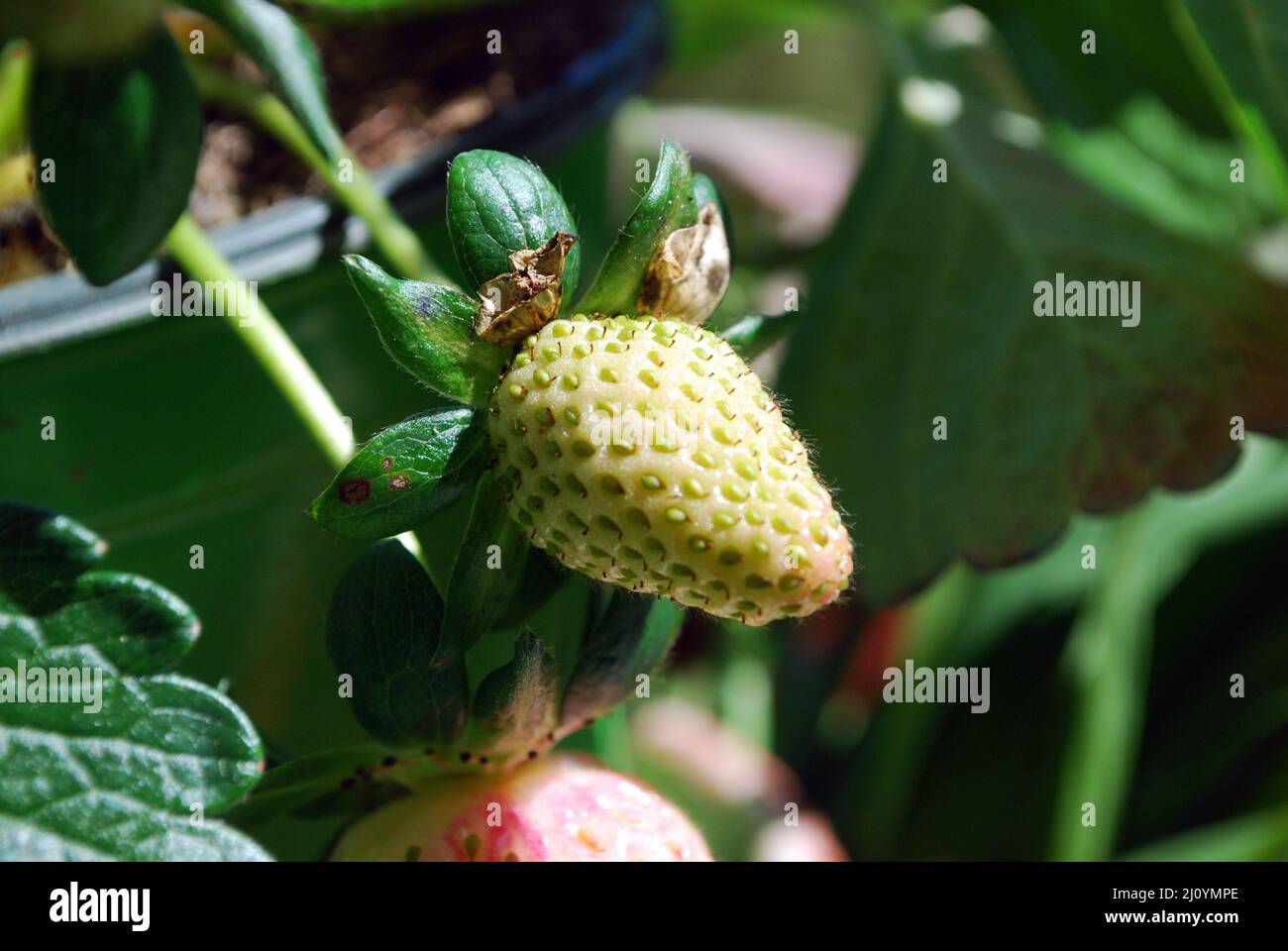 Strawberries growing on a plant Stock Photo Alamy