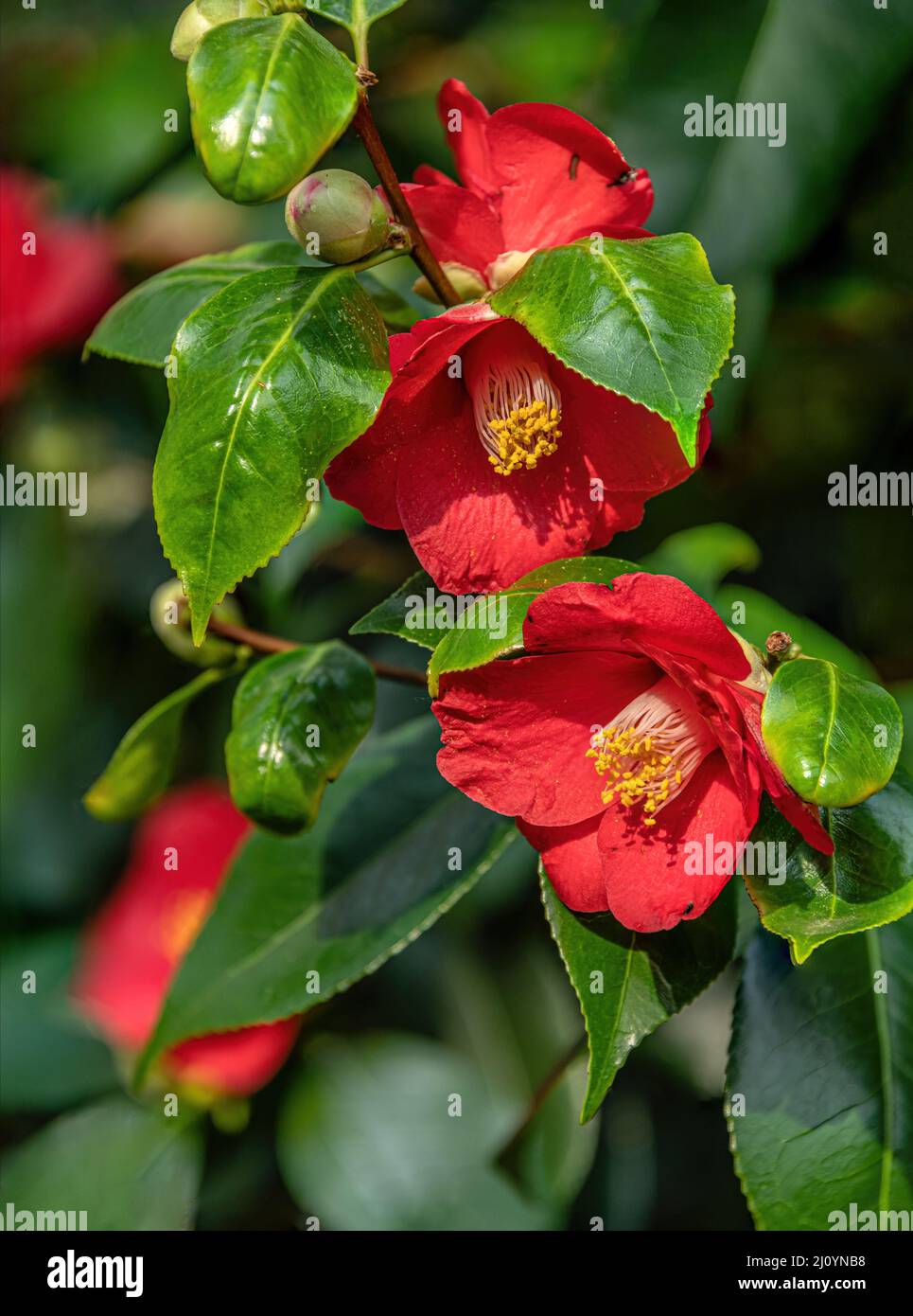Red camellia flower hi-res stock photography and images - Alamy