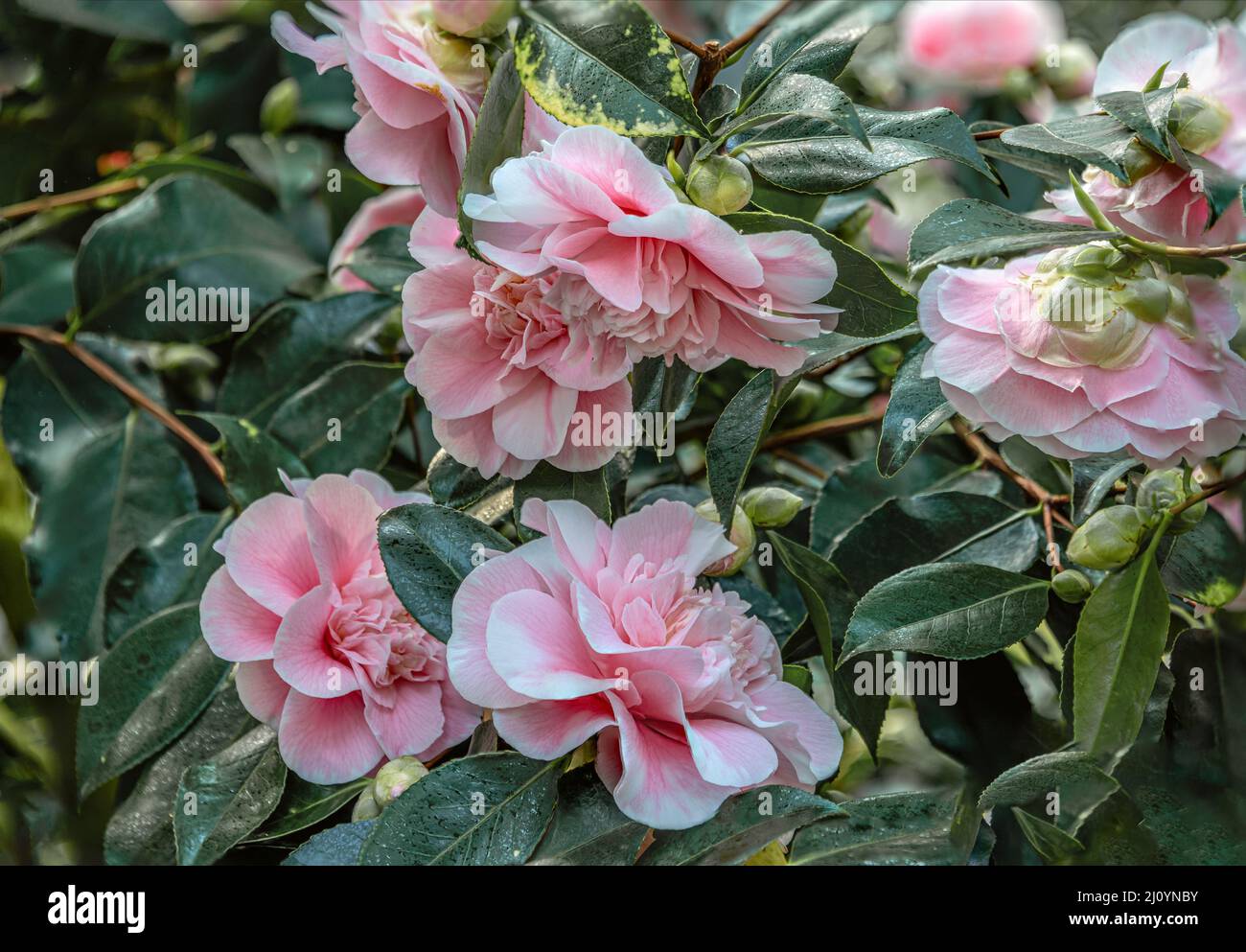 Closeup of pink Camellia Japonica ,Bernhard Lauterbach‘ flowers at Landschloss Zuschendorf, Saxony, Germany Stock Photo