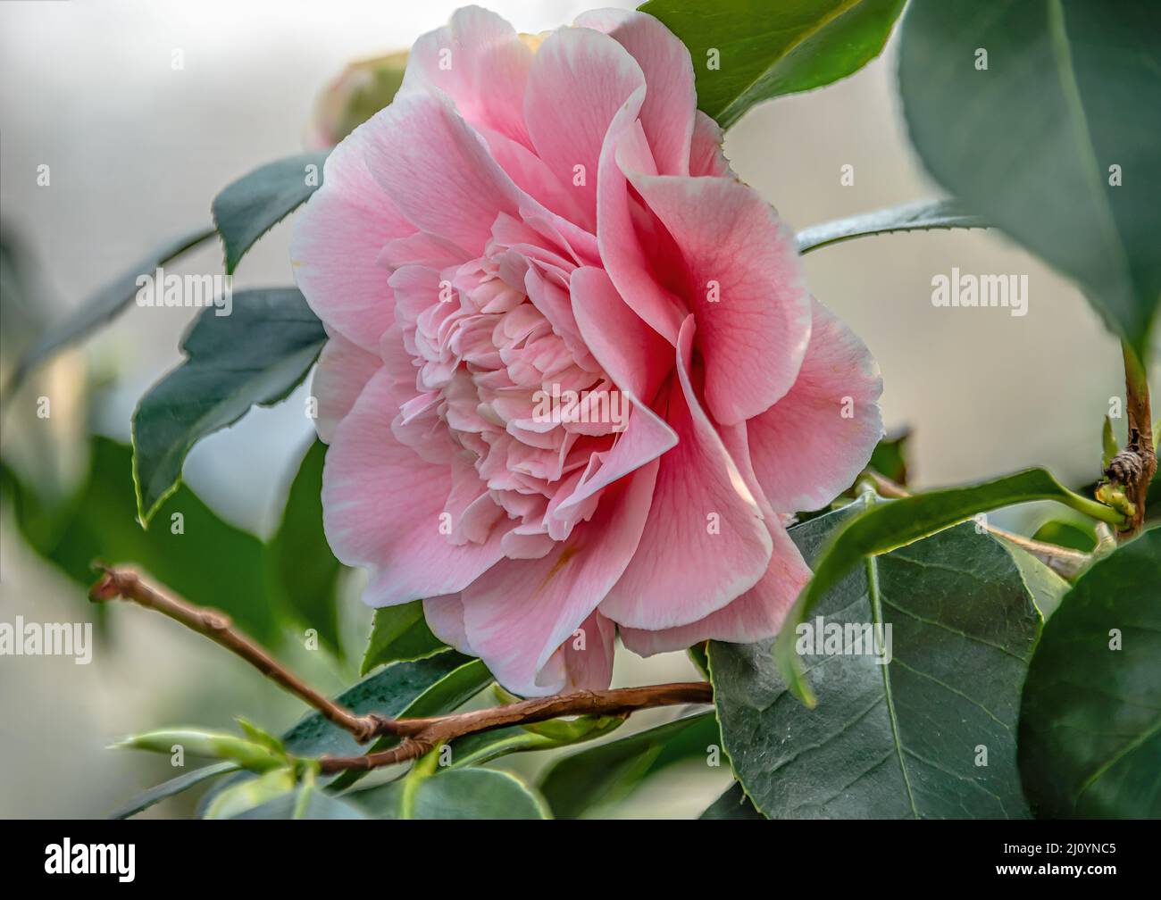 Closeup of pink Camellia Japonica ,Bernhard Lauterbach‘ flowers at Landschloss Zuschendorf, Saxony, Germany Stock Photo