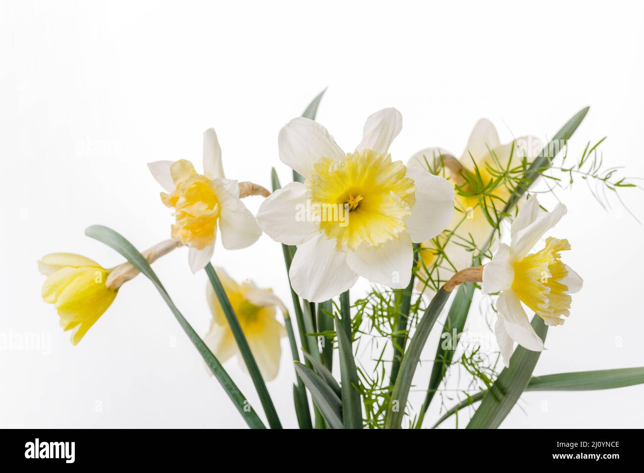 Pretty yellow daffodils on white background isolated Stock Photo - Alamy