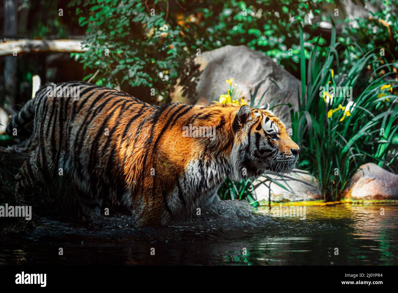 Tiger at Leipzig Zoo walking out of the shadow into the water, with some sunlight falling on his back Stock Photo