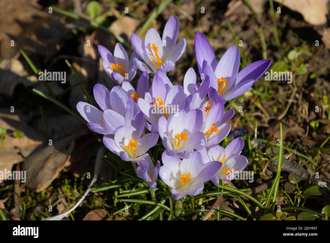 Purple saffron crocus growing between dry brown leaves, also called