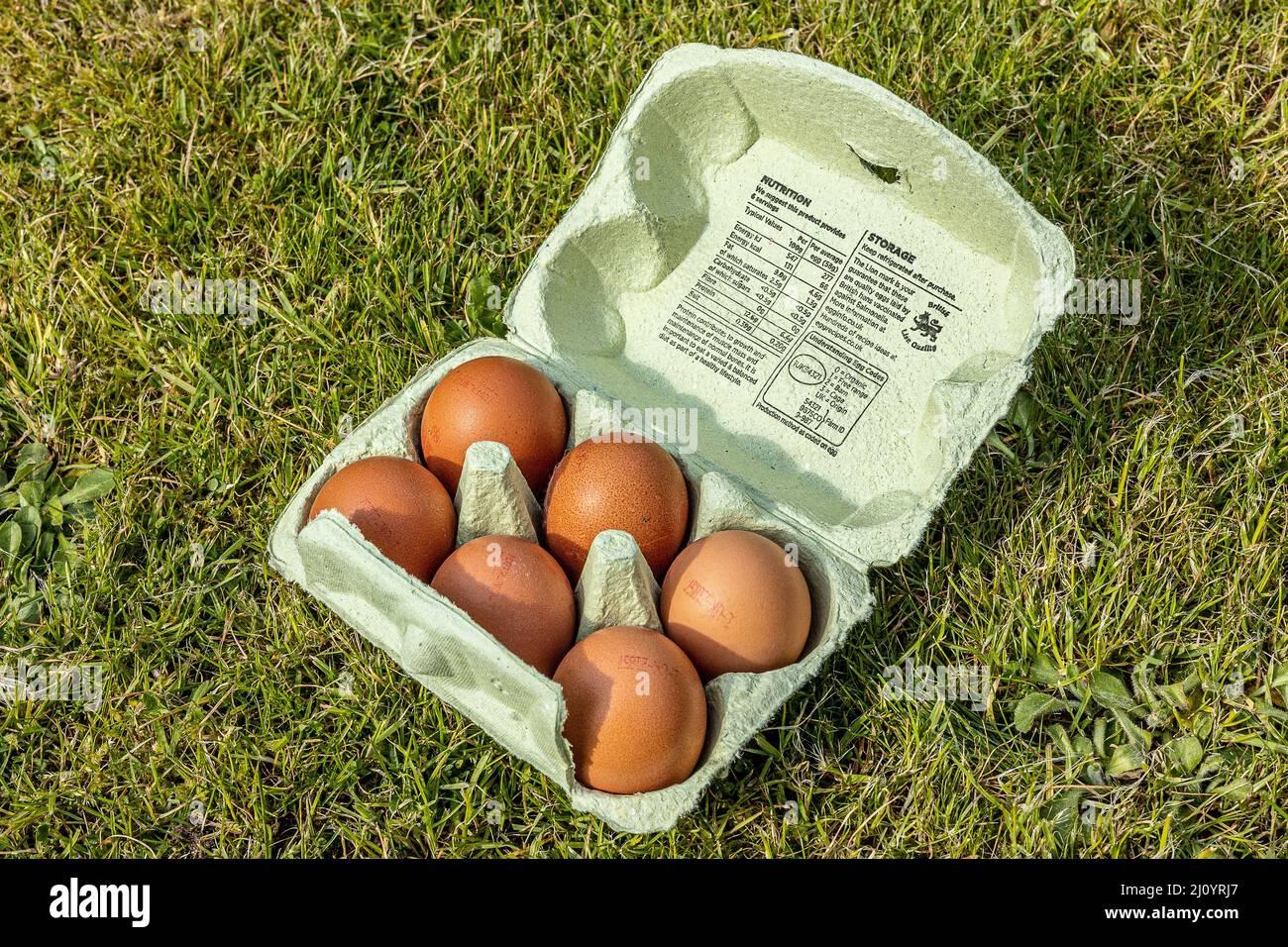 brown Hens eggs in egg carton in a garden Stock Photo