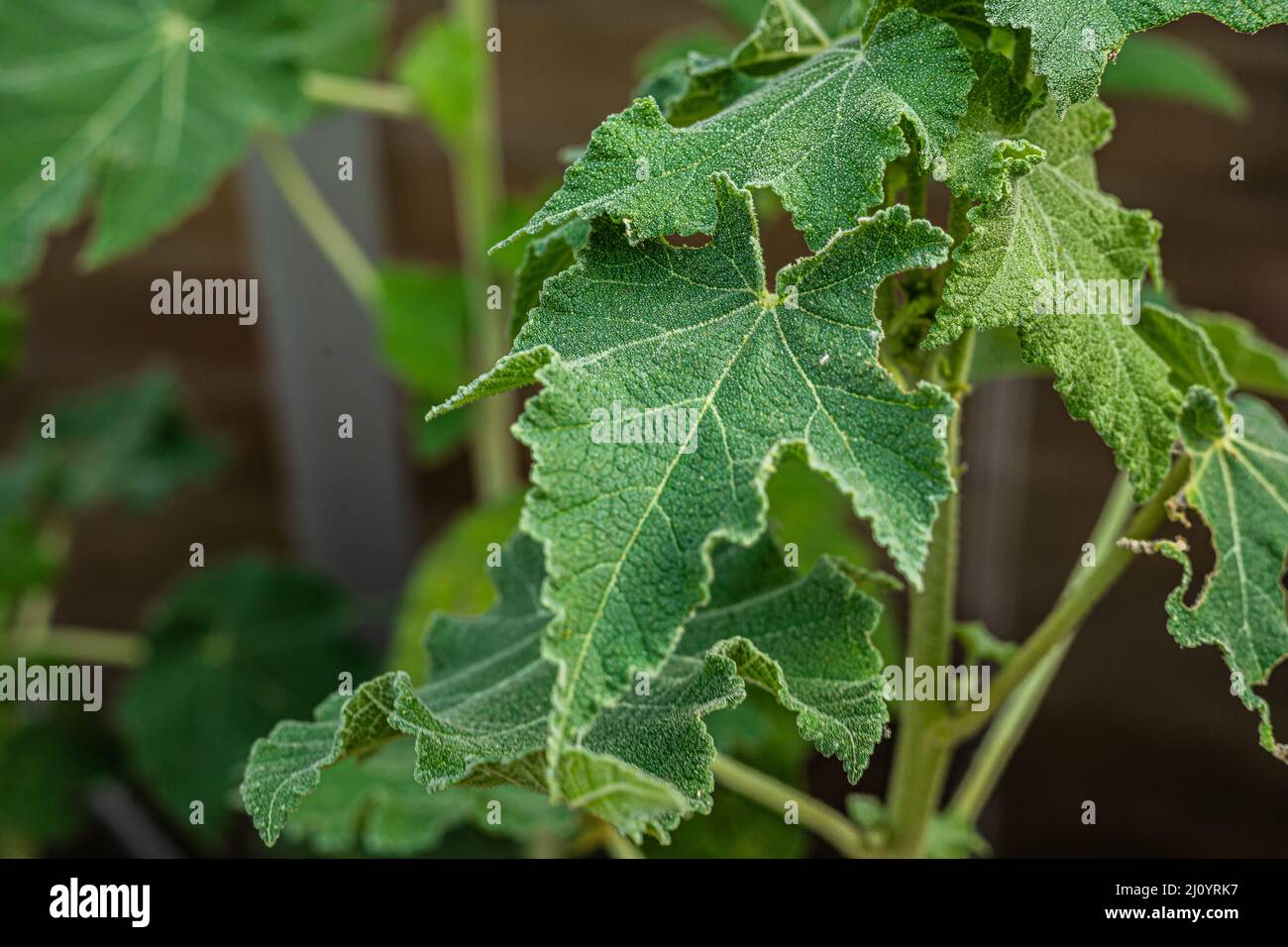 Abutilon vitifolium, INdian Mallow Foilage showing the leaf texture Stock Photo