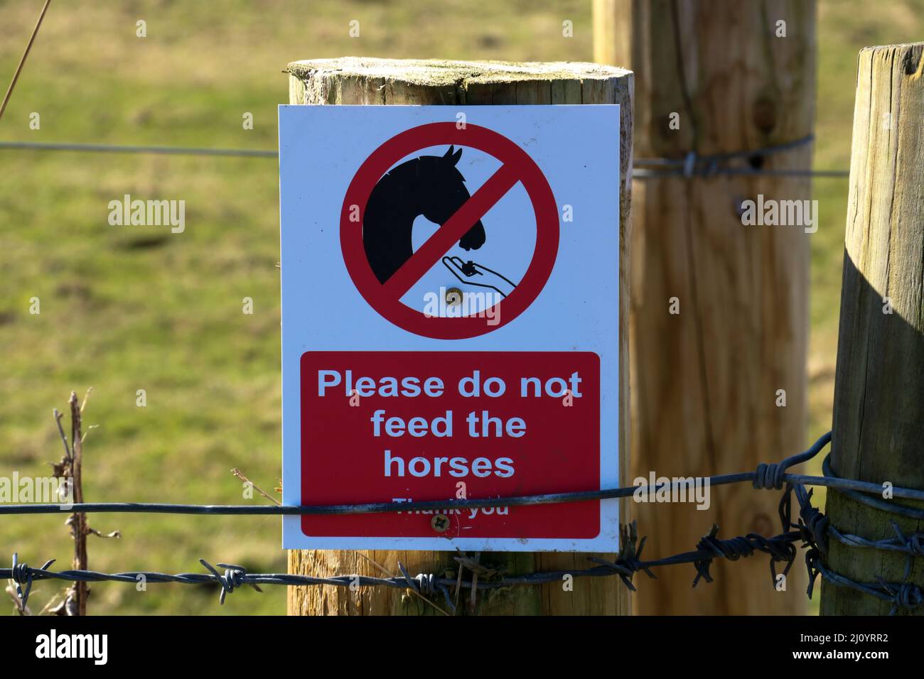 Please do not feed the horses sign nailed to a paddock fence post Stock