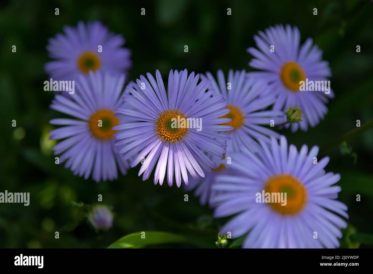 Garden chamomile (Pyrethrum) purple on a green background with a beam of sunshine. Perennial herba-ceous plant of the Asteraceae family. Selective foc Stock Photo