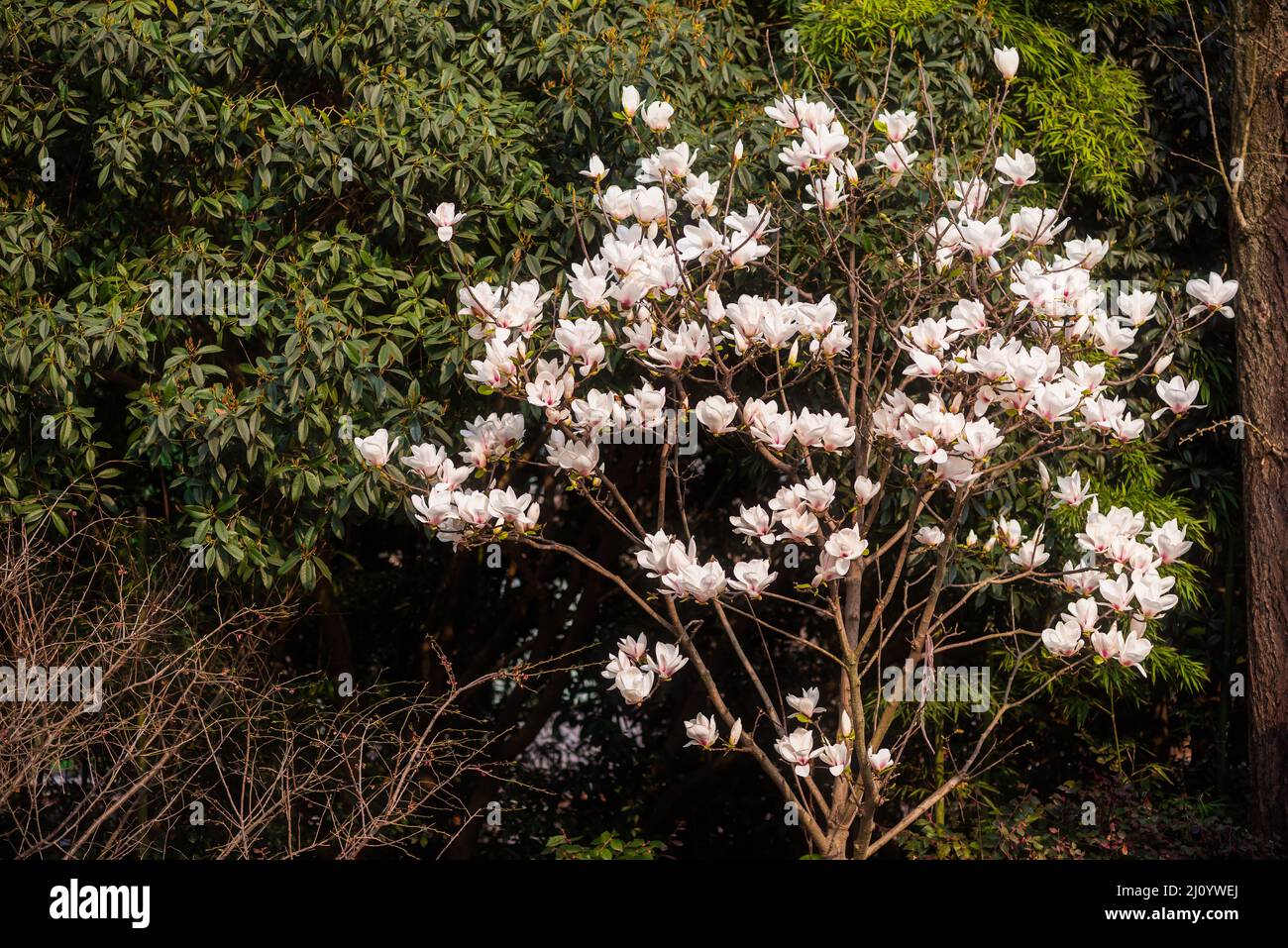 Magnolia tree in bloom on a sunny day Stock Photo