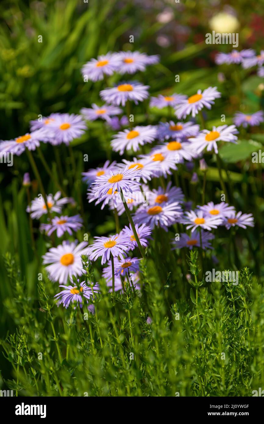 Garden chamomile (Pyrethrum) purple on a green background. Perennial herbaceous plant of the Asteraceae family. Selective focus, close-up. Stock Photo