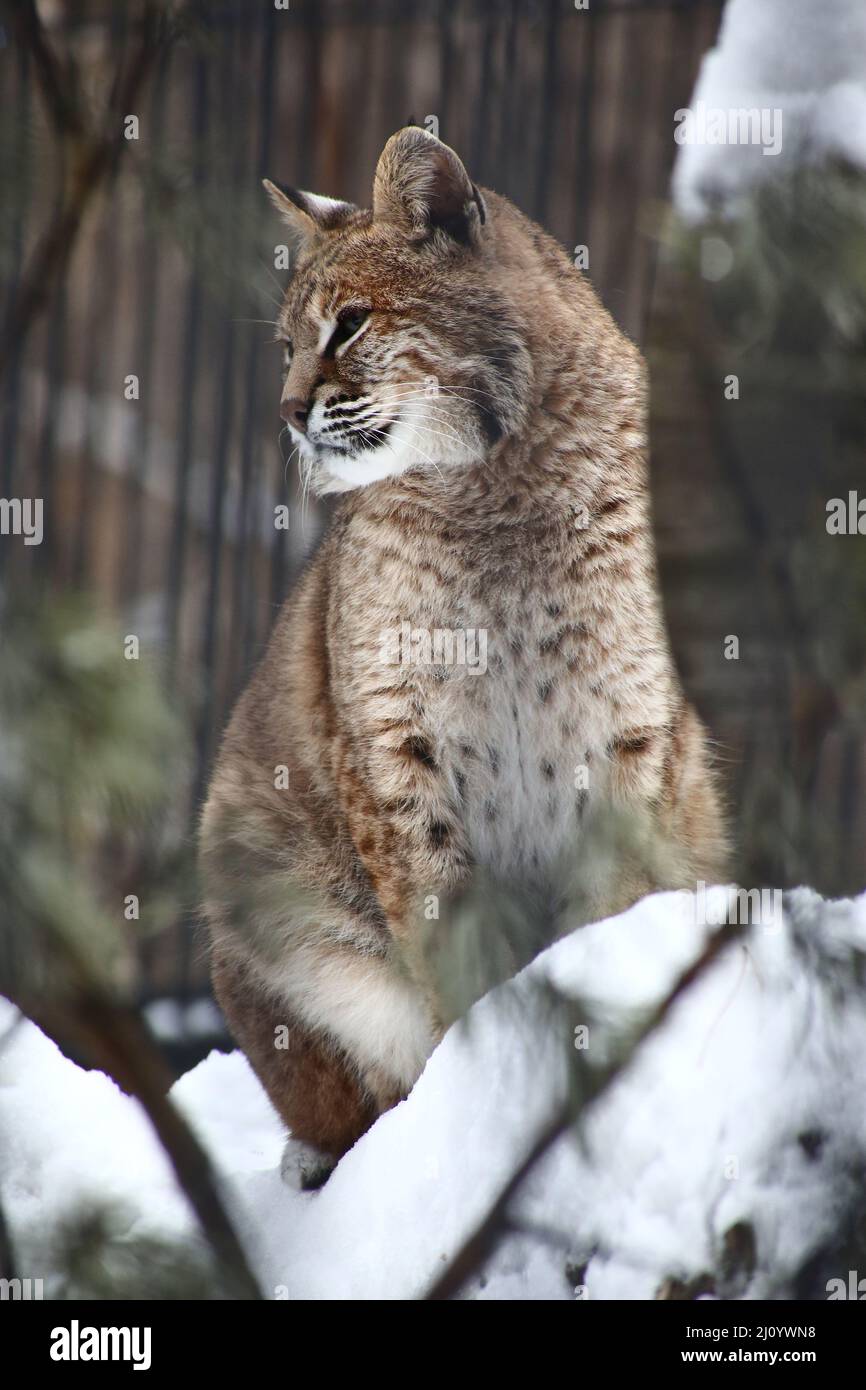 close up portrait of red lynx in the zoo Stock Photo
