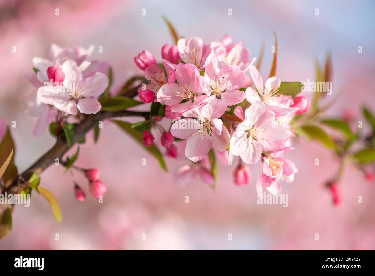 Peach tree flowers against blue sky close-up view Stock Photo