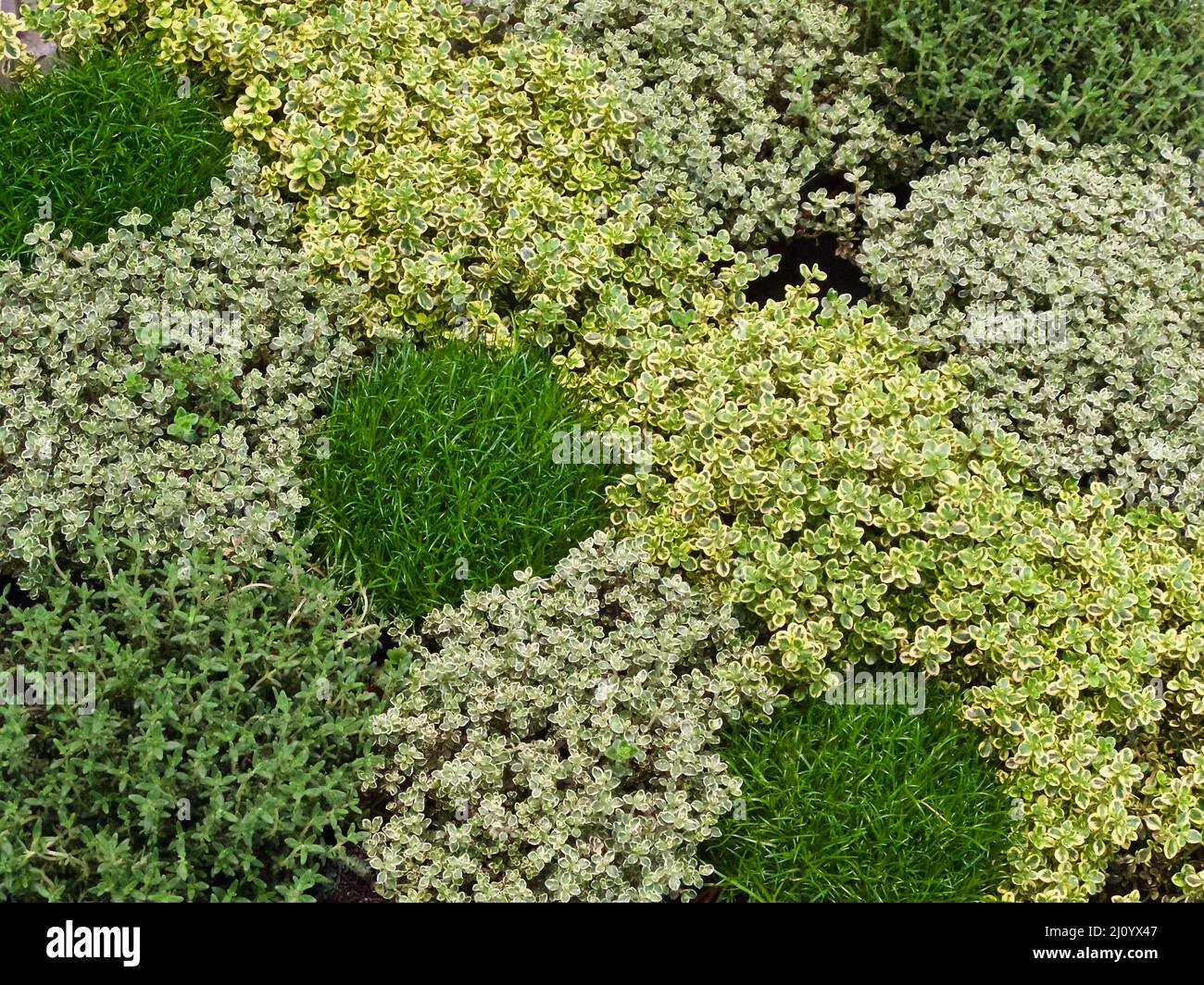Different kinds of thyme plants for sale at vegetable market in spring in Sweden. Stock Photo