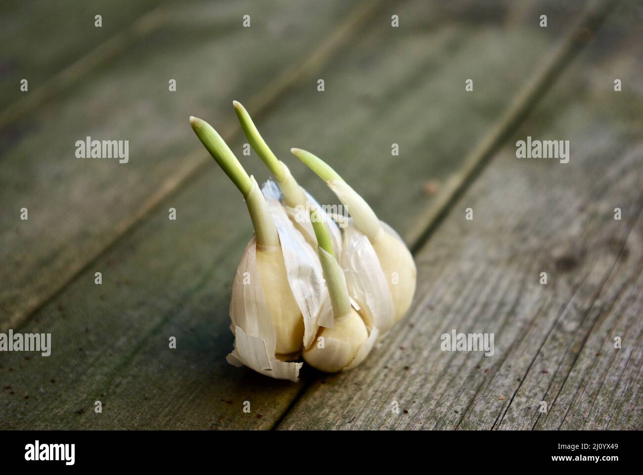 Garlic with cloves that have started germinate lies on an old wooden bench outdoors in Sweden in spring. Stock Photo