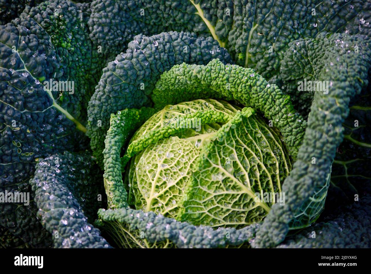 Fresh harvested savoy cabbage in organic farming in Sweden in autumn. Stock Photo