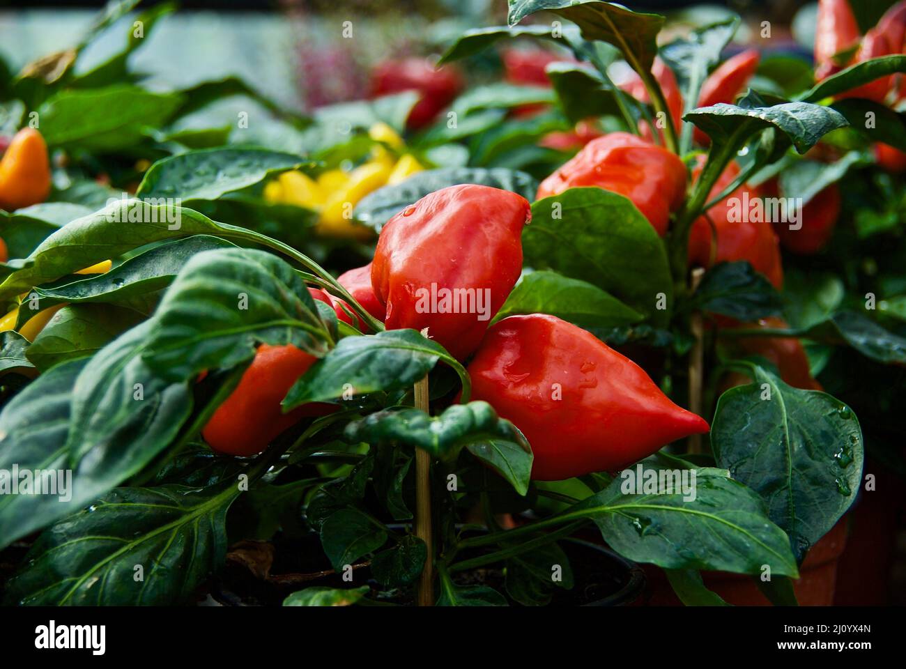 Red pepper plants with fruits for sale at farmers market Stock Photo