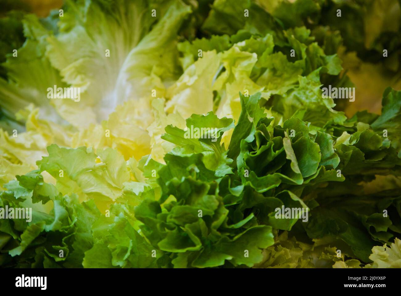 Garden lettuce lactuca sativa hires stock photography and images Alamy