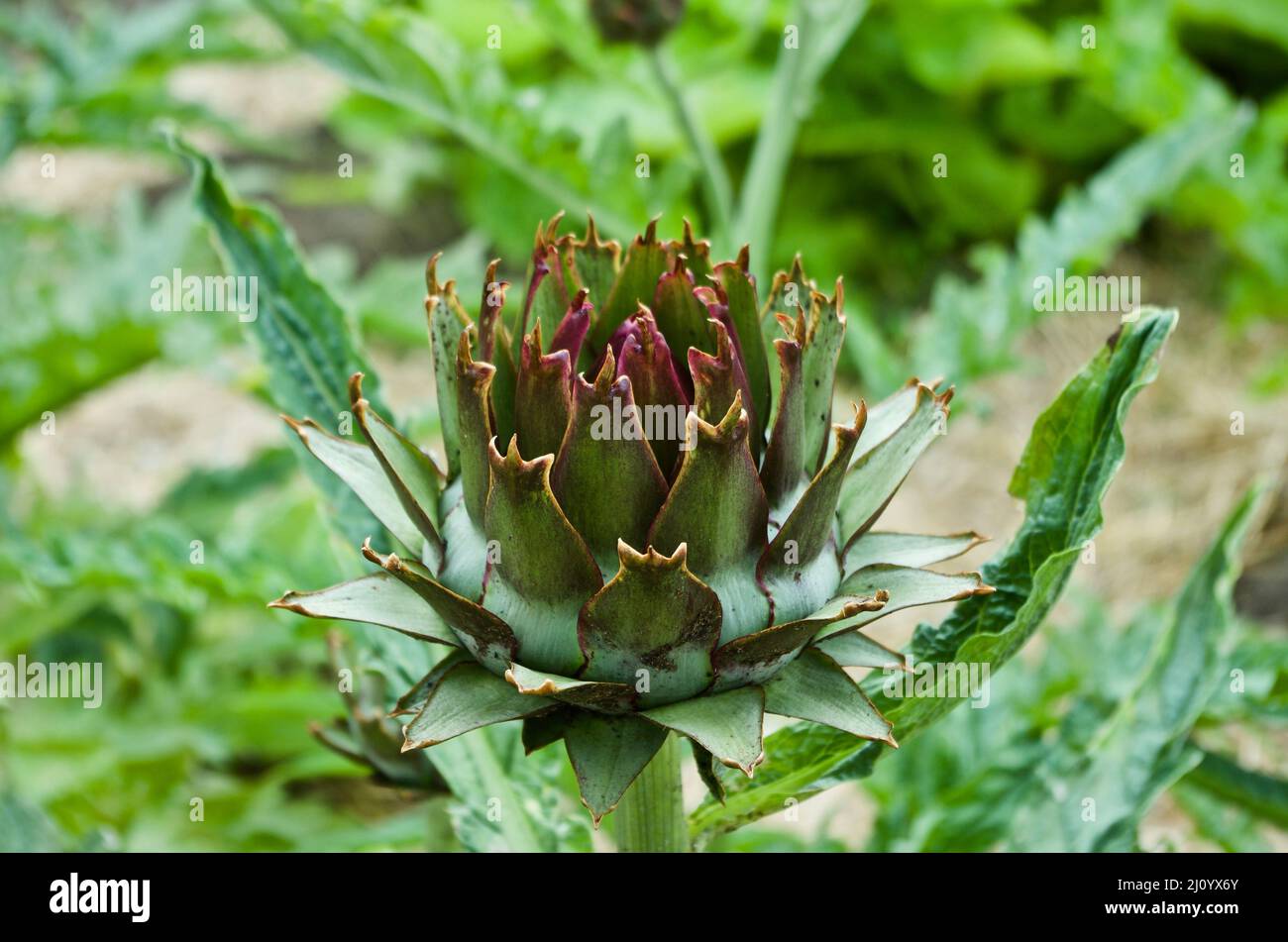 Artichoke plant growing in the vegetable garden in Sweden in summer. Stock Photo