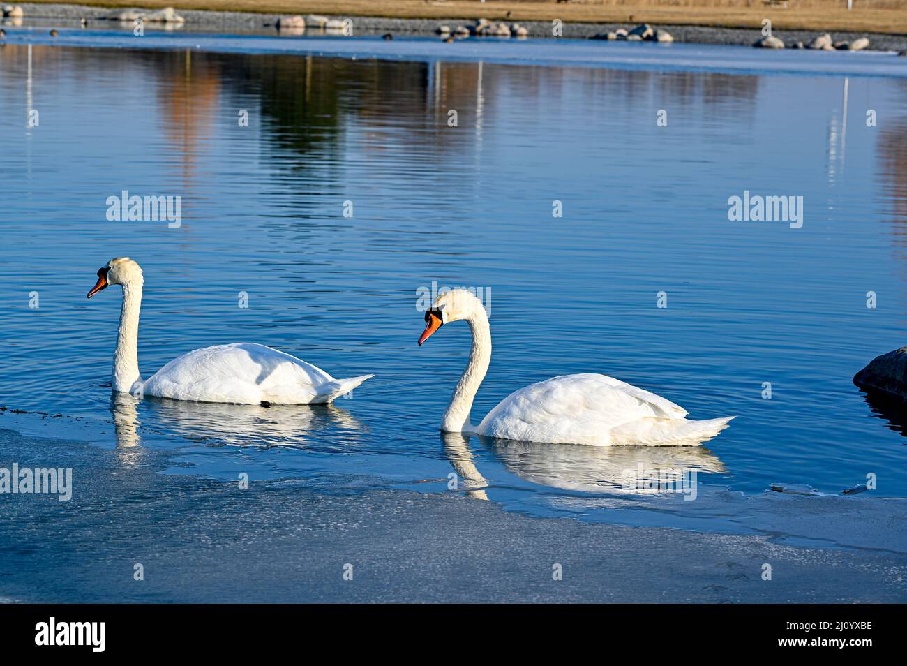 pair of Mute swans in beautiful pond Stock Photo