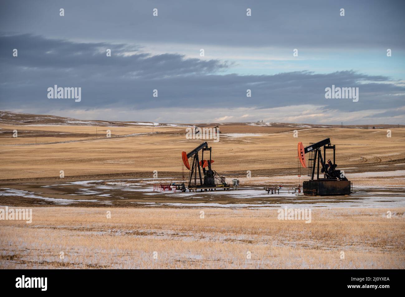 Pump jacks working in the oilfields of Alberta Stock Photo Alamy
