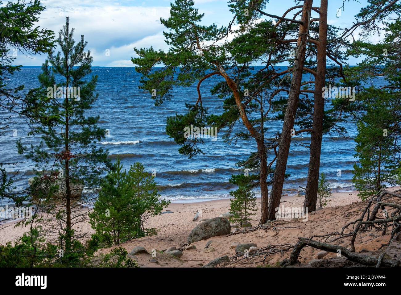 Konevets Island, pine-covered sandy shore of Lake Ladoga, landscape Stock Photo