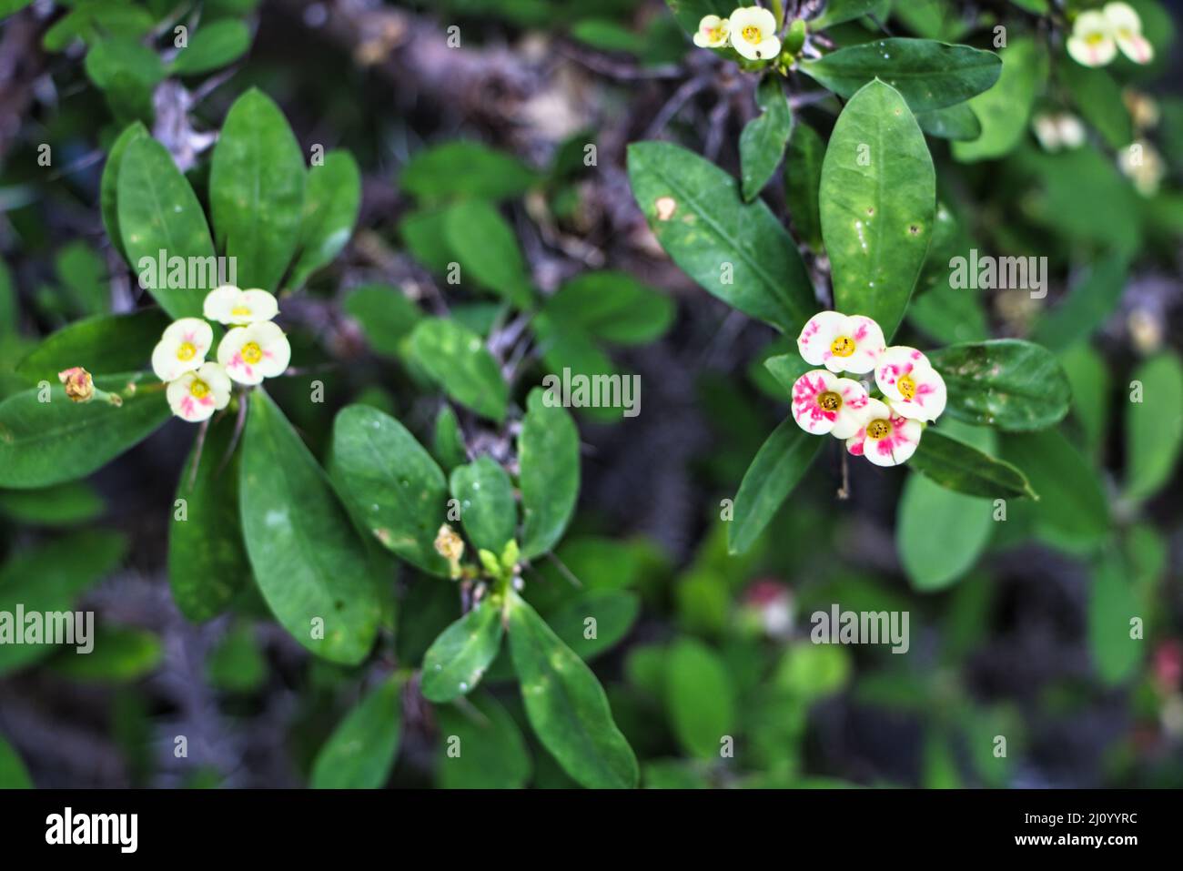 How to grow crown of thorns hi-res stock photography and images - Alamy