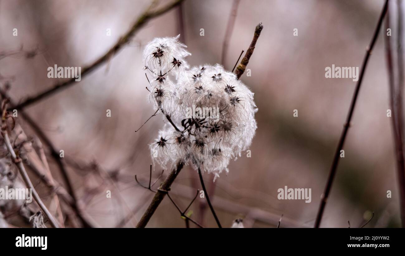 Closeup shot of Clematis Tangut on blurry background Stock Photo