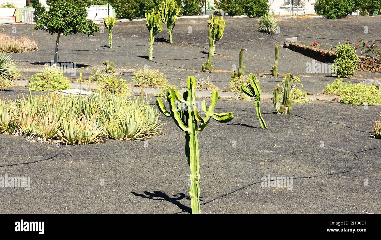 Cactus garden in Costa Teguise, Lanzarote, Canary Islands, Spain Stock ...