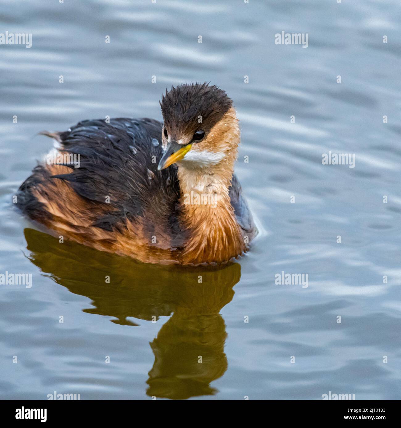 Closeup of a cute little grebe, also known as dabchick floating on the water Stock Photo