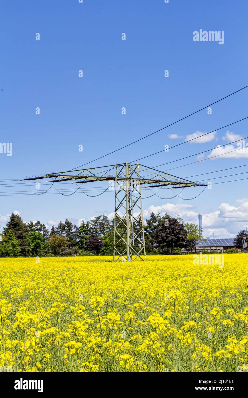 Energy supply through green electricity - high-voltage pylon in the middle of a rapeseed field Stock Photo