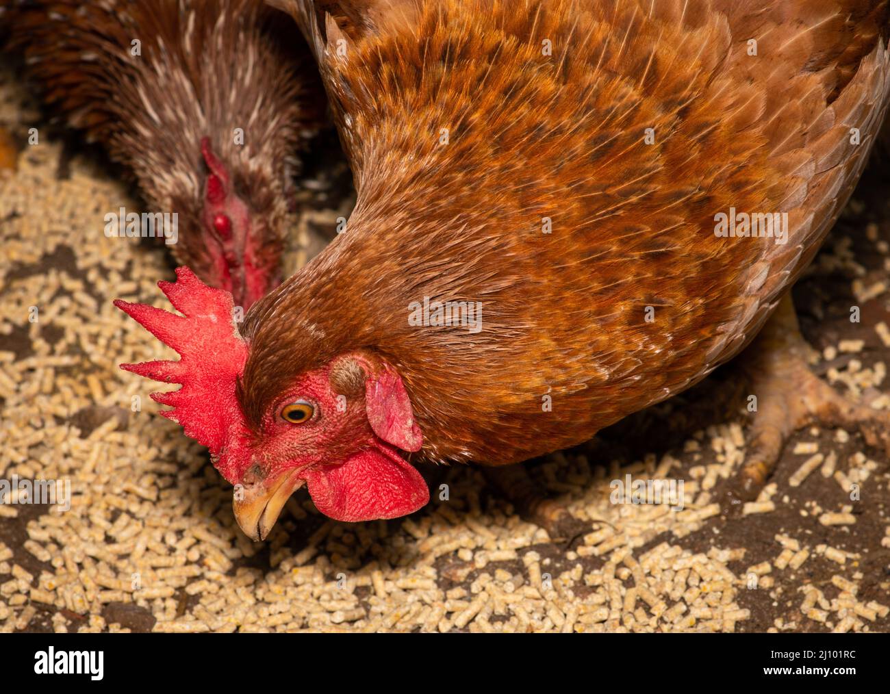 Closeup of brown hens eating pellet feed Stock Photo