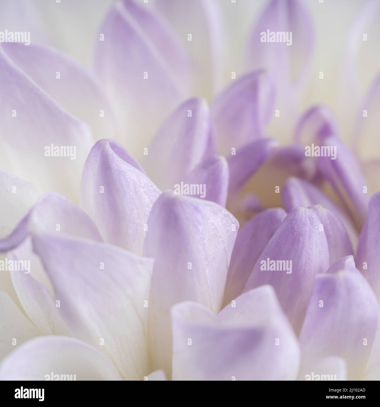 Close up soft purple petals Stock Photo