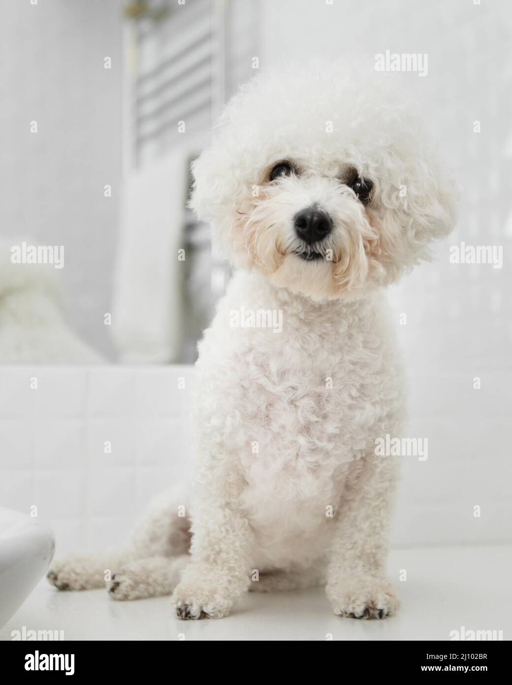 Little dog sitting bathroom Stock Photo - Alamy