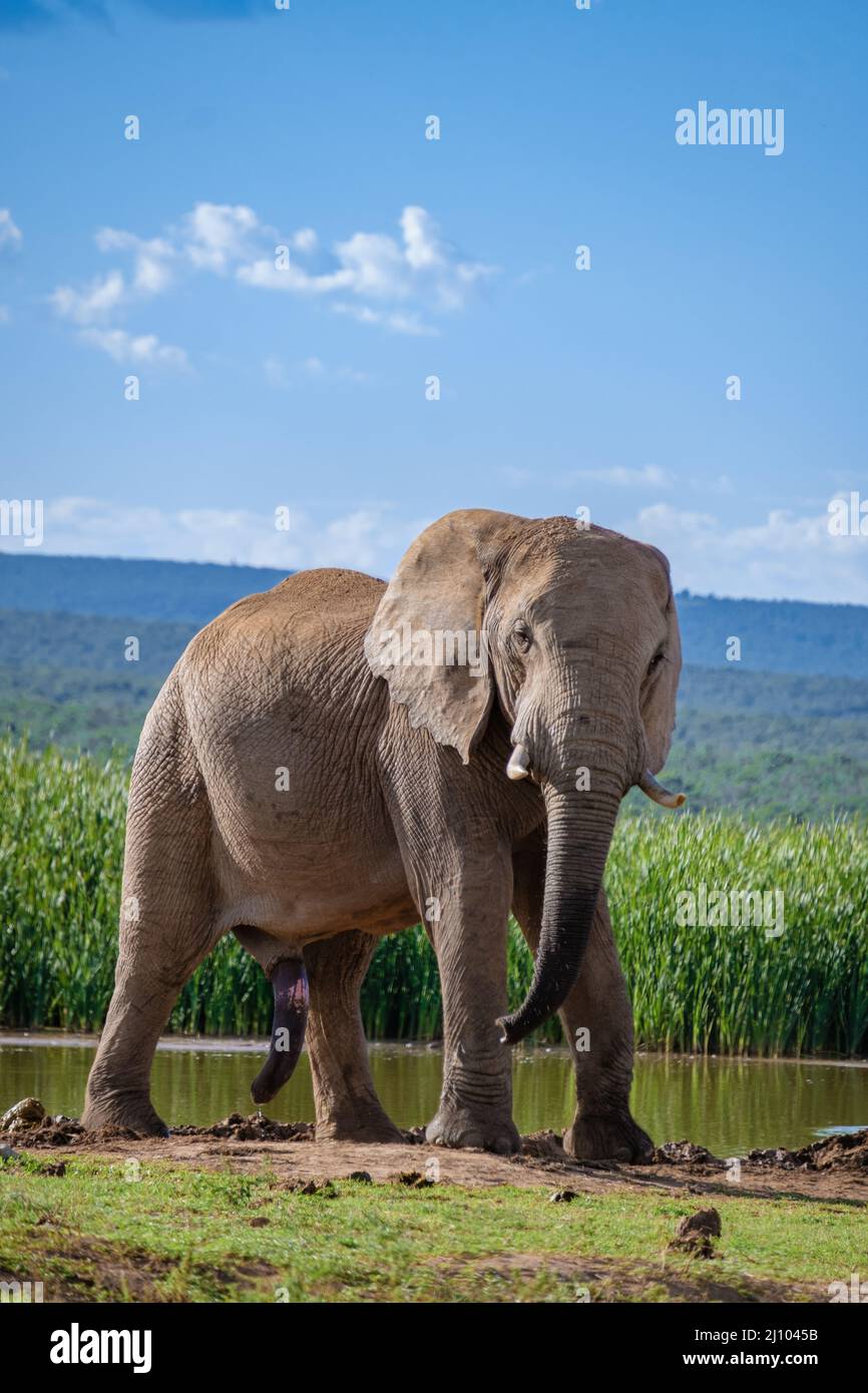 Addo Elephant park South Africa, Family of elephant in addo elephant park, Elephants taking a bath in a water pool Stock Photo