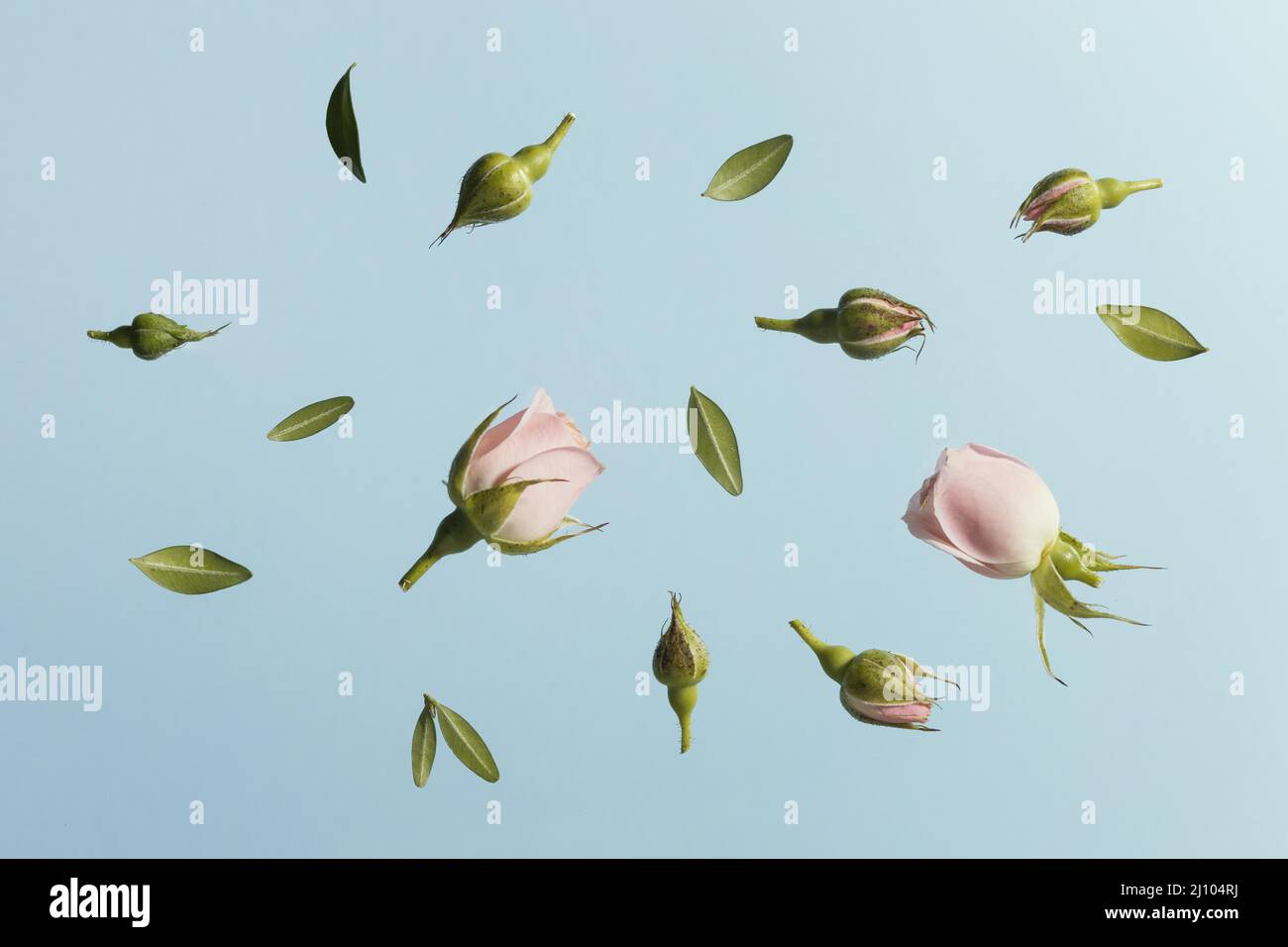 Flat lay pink spring roses Stock Photo - Alamy