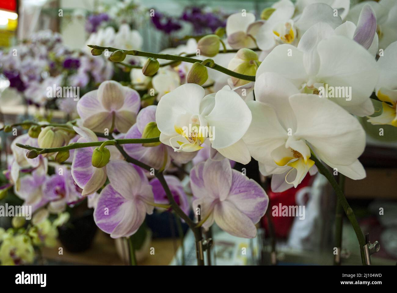 Orchids in Hong Kong dry market, multicolored Stock Photo Alamy